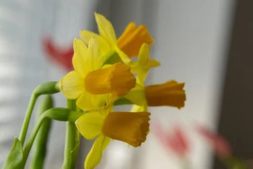 Foto op Plexiglas Yellow daffodil flowers on window sill. Slovakia © Valeria