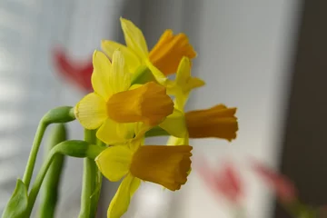 Foto op Canvas Yellow daffodil flowers on window sill. Slovakia © Valeria