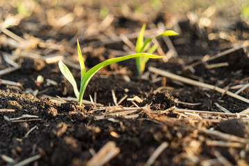 Young green corn growing on the field. Young Corn Plants