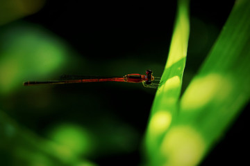 grasshopper. Beautiful insect Dragonfly on green grass Green background 2