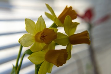 Yellow daffodil flowers on window sill. Slovakia