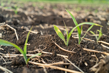 Young green corn growing on the field. Young Corn Plants