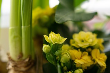 Macro of small yellow flowers in the pot. Slovakia