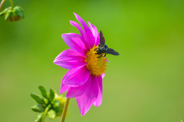 Close up view of bee on yellow flower bed centre in an open garden