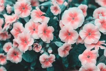 Beautiful spring flower background. Blossoming primrose flower macro for greeting cards