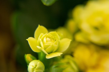 Macro of small yellow flowers in the pot. Slovakia