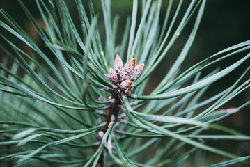 Closeup photo of green needle pine tree on the right side of picture.  