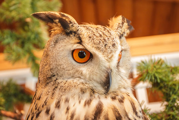 owl, portrait, close-up