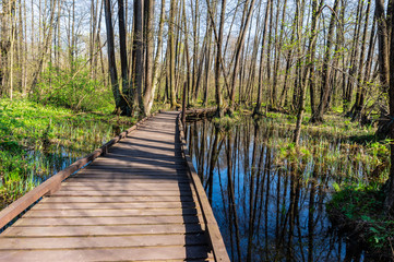 Fototapeta na wymiar Wooden foot path across the marsh in spring forest at sunny day