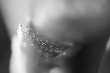 Macro of the water droplets on aloe vera plant. Slovakia