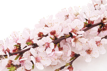Spring flowering with apricot branch.