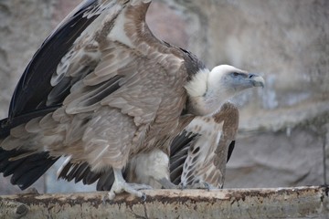 Fototapeta premium The bald vulture is about to take off