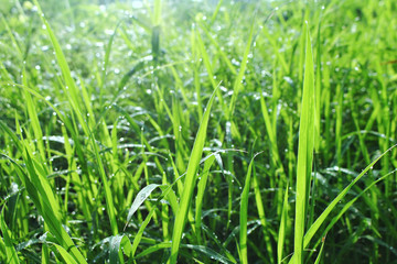 Closeup Green grass with water drops after rain With morning light 