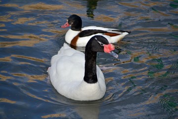 swan  and duck on the lake