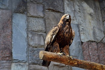 Handsome golden eagle