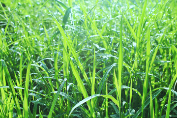 Closeup Green grass with water drops after rain With morning light 