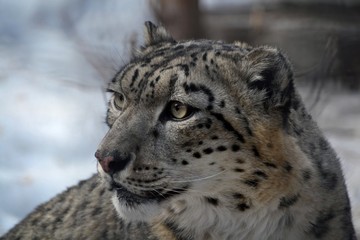 Fototapeta premium Irbis iooks away