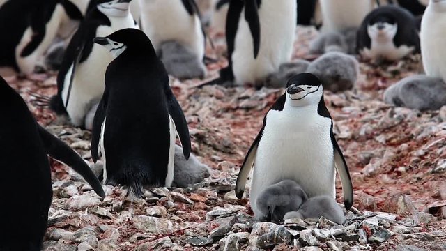 Chinstrap penguin with a chick on nest in Antarctica close up.