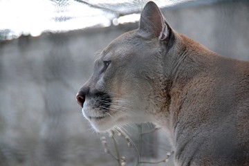 Cougar on the grey background