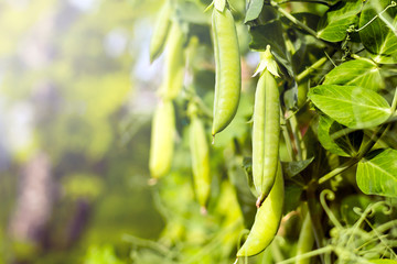 green peas on branches