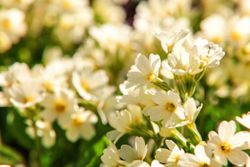 Primrose Primula with yellow flowers. Inspirational natural floral spring or summer blooming garden or park under soft sunlight and blurred bokeh background. Colorful blooming ecology nature landscape