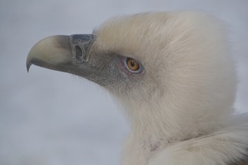 Naked bald vulture