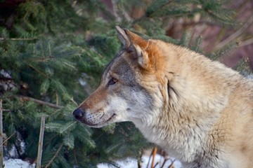 The wolf near the tree