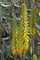 Pflanzen und Bl&uuml;ten