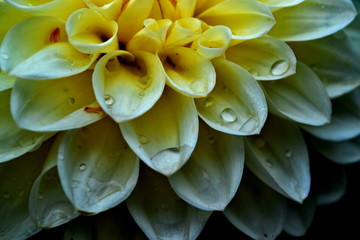 Closeup of flower