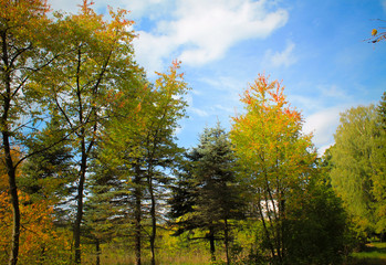Fototapeta premium walking in the park