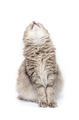 cat looking up isolated on white