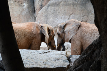 Elephants in love