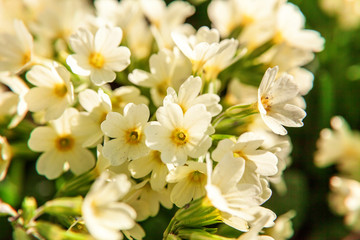 Primrose Primula with yellow flowers. Inspirational natural floral spring or summer blooming garden or park under soft sunlight and blurred bokeh background. Colorful blooming ecology nature landscape