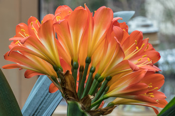 blüten