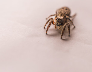 spider on white paper