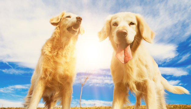 Perros graciosos de raza golden retriever. Retratos de mascotas felices al aire libre