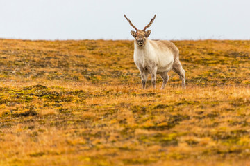 Svalbard reindeer running on the tundra in summer at Svalbard, Spitzbergen, Norway