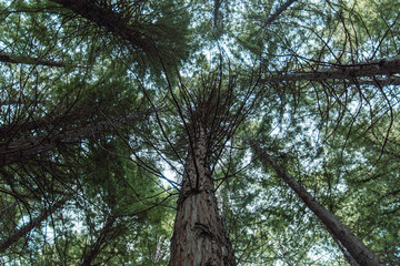 New Zealand Trees