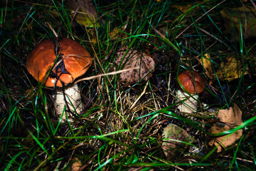 Fresh boletus mushrooms 