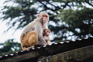 The cute child monkey with his mother