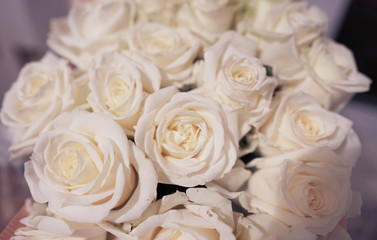beautiful white roses close up