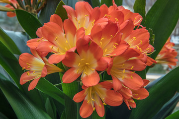 Fototapeta premium blüten