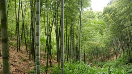 Forêt de Bambou Chine Yixing