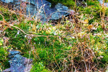 green mosses, light grass, lichens, covered Rocks, little blossoms in fall. This is the only vegetation on Svalbard, Arctic, Norway Amazing natural background with beautiful vegetation of mountains.