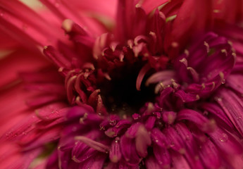 Gerberas flowers withering autumn rain