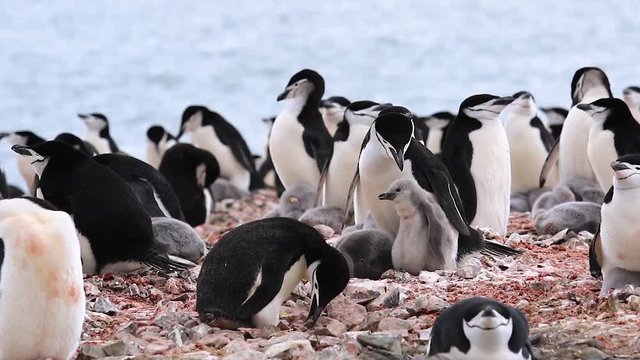 Chinstrap penguin with a chick on nest in Antarctica close up.