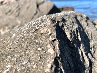 lizard on the rock