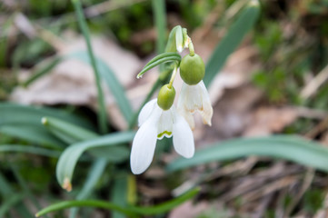 Snowdrops In The Meadow Closeup