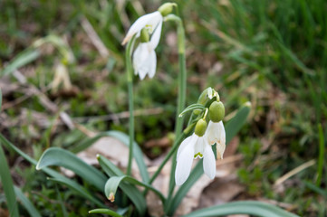 Snowdrops In The Meadow