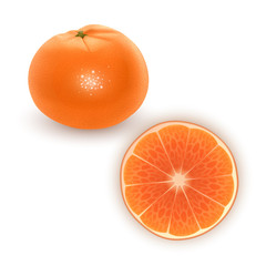 Bright vector set of colorful segment of juicy orange. Fresh Realistic oranges and tangerines on white background. Vector EPS 10 illustration